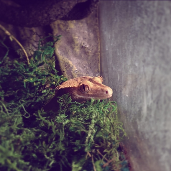 Wilson is here! - Picture 2 of 2